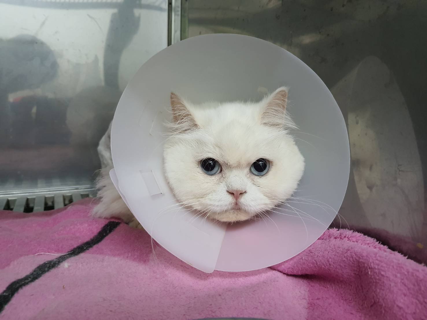 น้องกำไล อาการซึม และมีเลือดออกมาที่บริเวณก้นและหาง น้องกำไล อาการซึม และมีเลือดออกมาที่บริเวณก้นและหาง